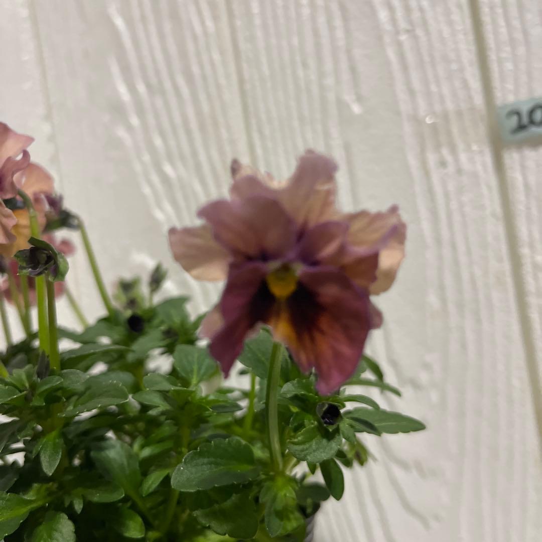 SUNTORY ミルフル 紫と白の花 1ポット苗 10月2 3日 - メルカリ