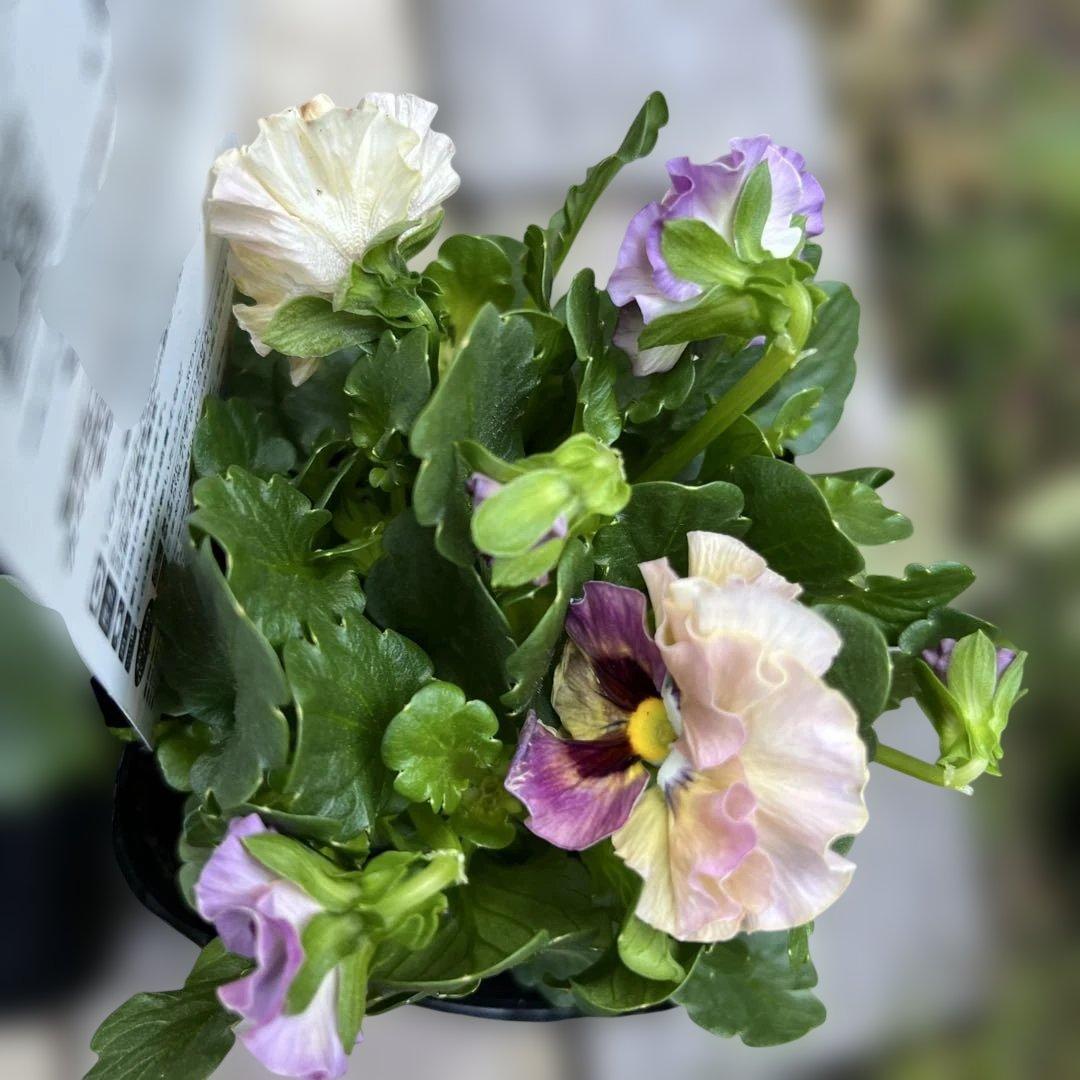 SUNTORY ミルフル 紫と白の花 1ポット苗 10月2 3日 - メルカリ