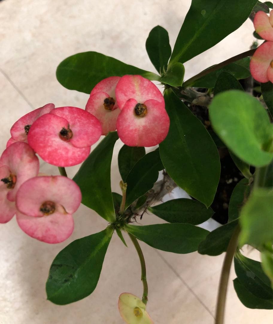 大輪トゲナシハナキリン シャインキッス赤花 大株5号 宅急便.そのまま