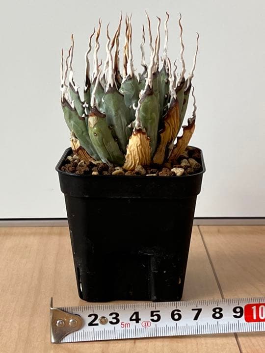 ◾️エボリスピナ陽炎◾️エグいうねり 陽炎 発根してます - メルカリ