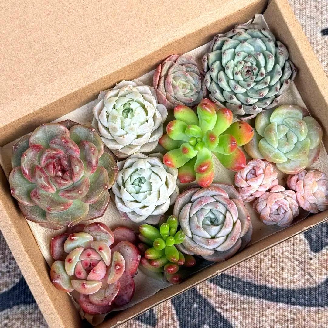 多肉植物セット カット苗 エケベリア つぶ mini苗寄せ植え 【A-8