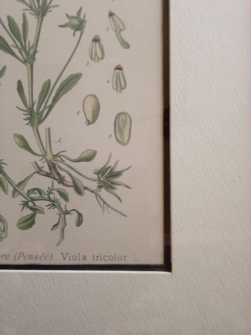 フランス ボタニカル画 石版画の額装品 １８９１年