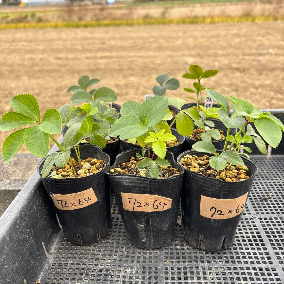 ダリア咲クラッシックピンク×キラメキ⭐︎多弁レッド★クリスマスローズ苗