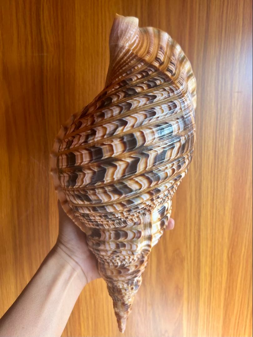 貝殻標本　法螺貝　37cm (直線)美品 天然そのままの色