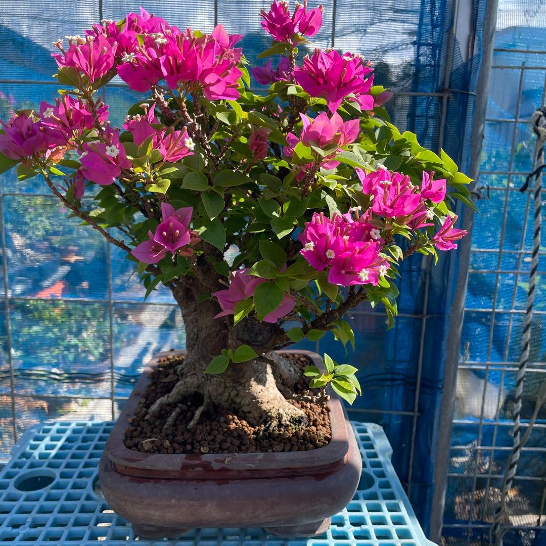 プーゲンビィリア(キャンドル) 吉村秀峰鉢