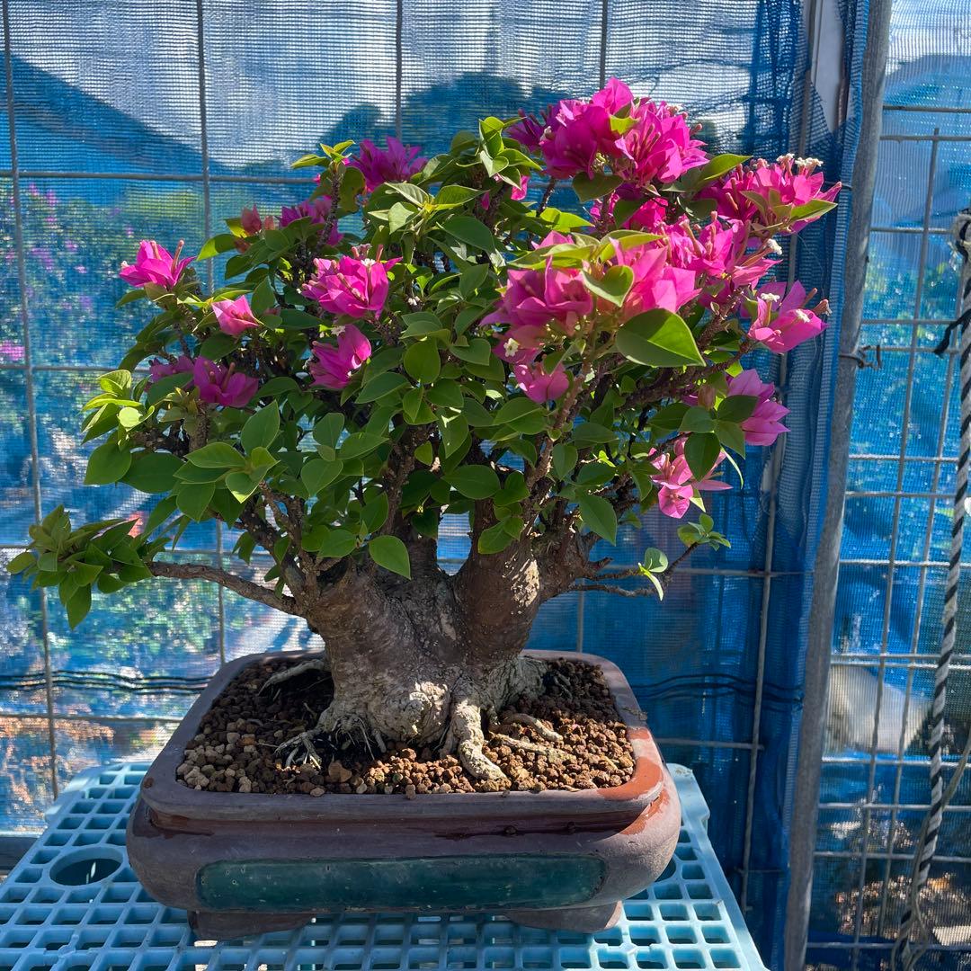 プーゲンビィリア(キャンドル) 吉村秀峰鉢