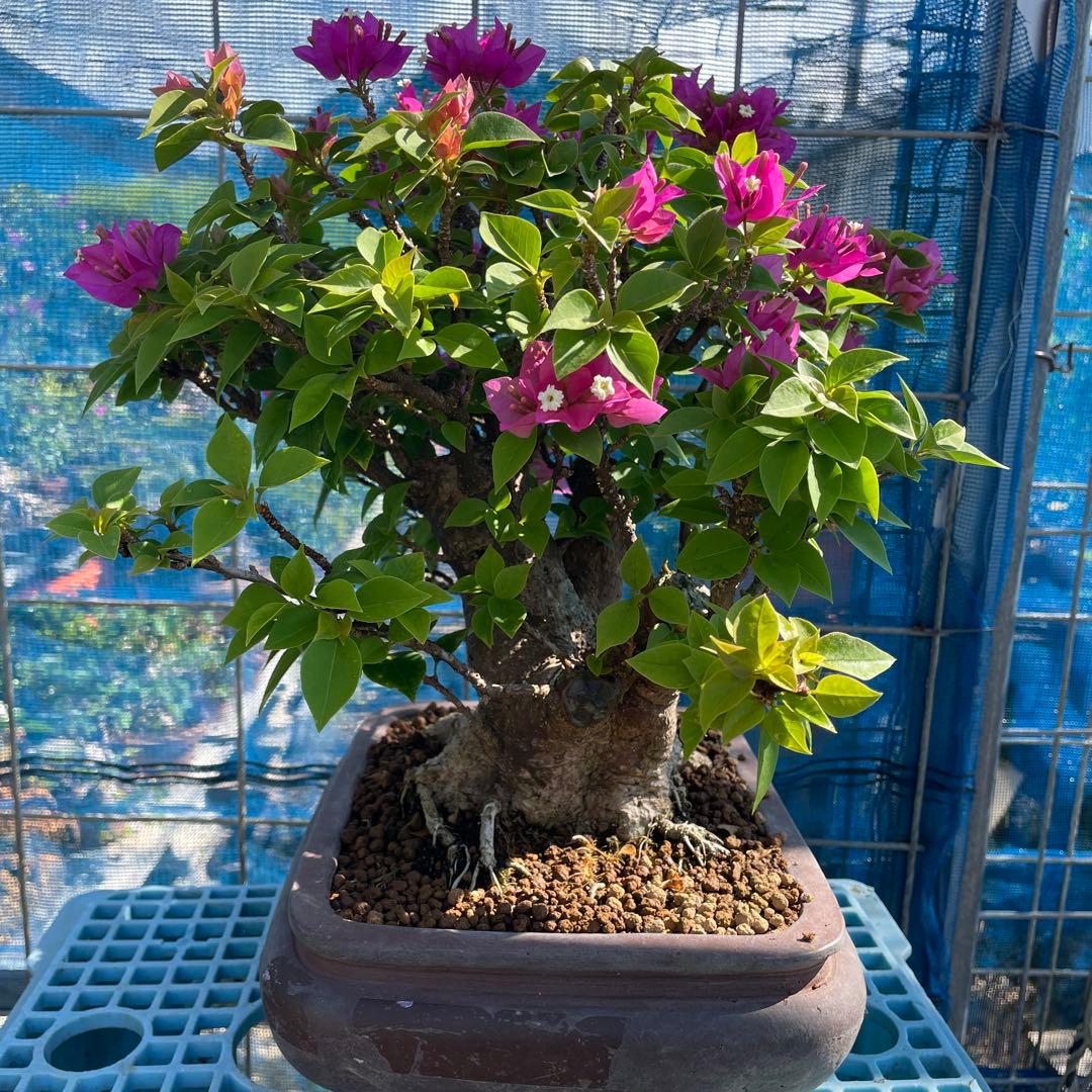 プーゲンビィリア(キャンドル) 吉村秀峰鉢