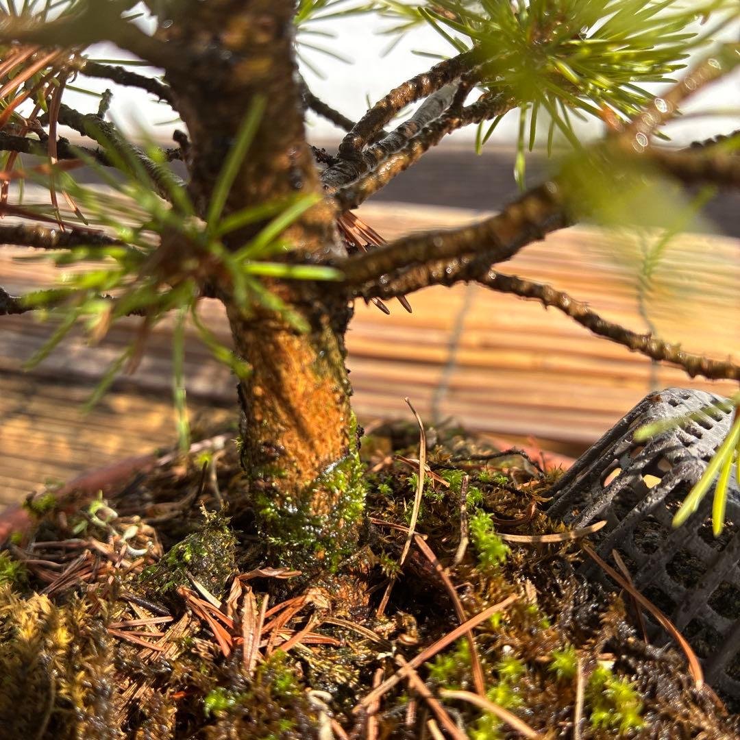 ☆盆栽☆ 赤石五葉松【Z-5】9年物 ☆愛媛県より発送☆ - メルカリ