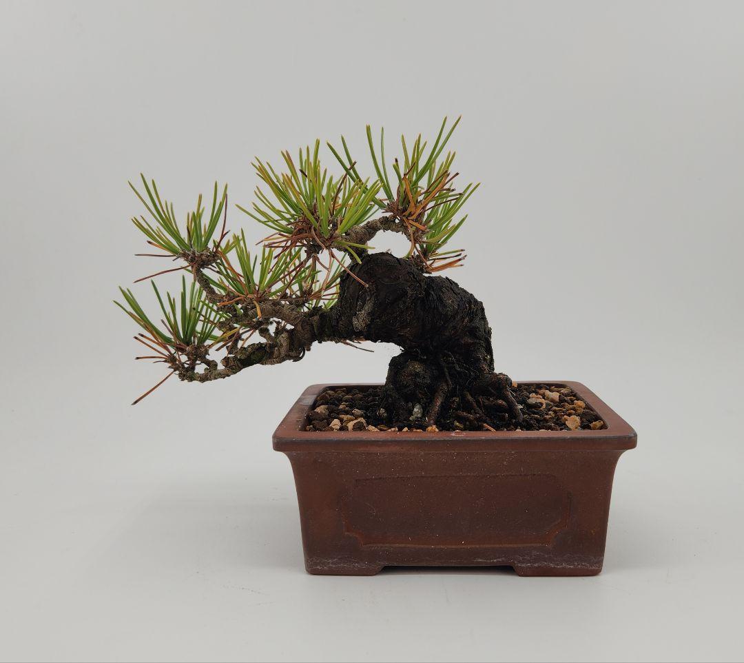 小品 黒松盆栽 五葉松盆栽 真柏盆栽 懸崖 真柏 黒松 赤松 五葉松