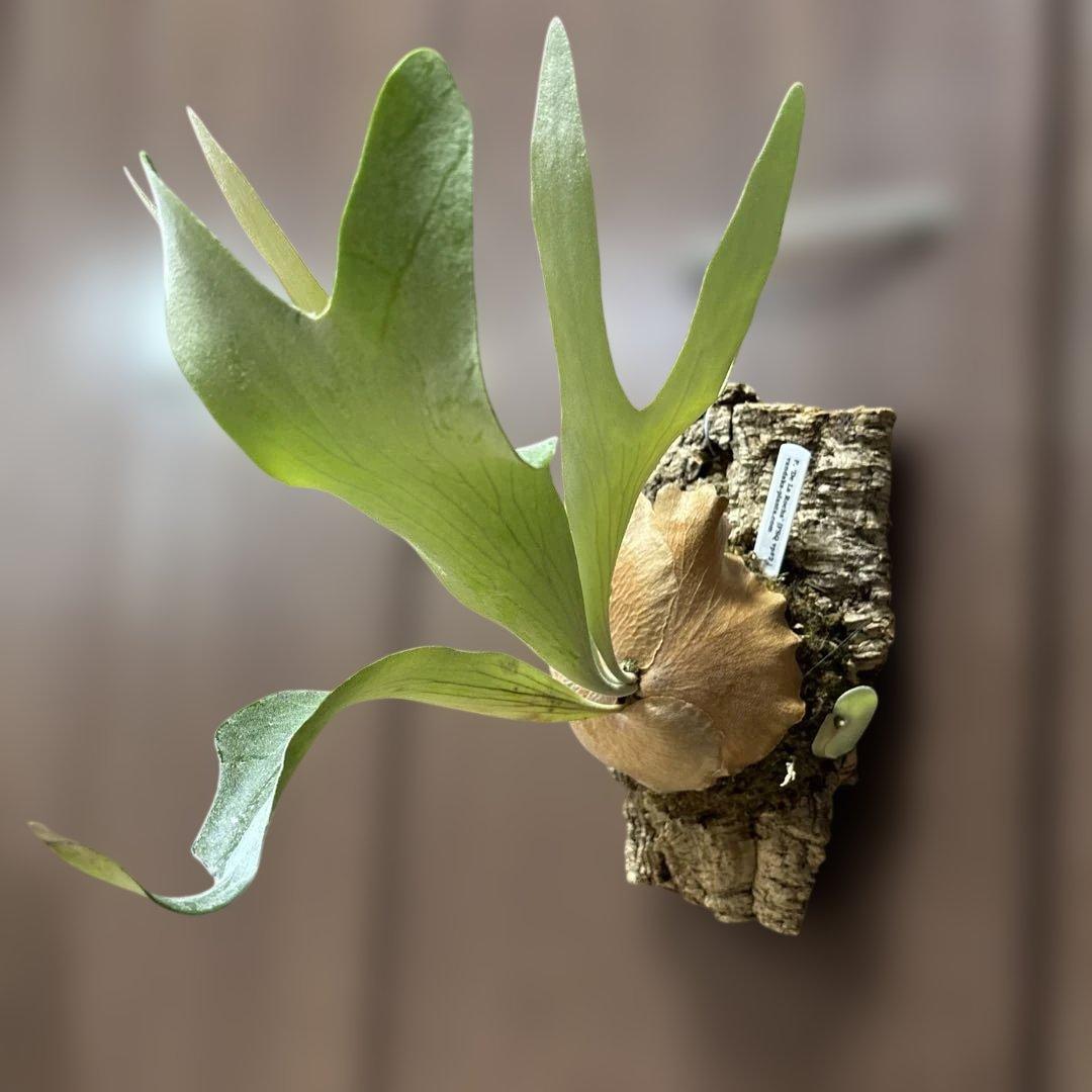 ビカクシダ デラロッチャ（vandaka） P. FSQ（vp#2) 子株付き - メルカリ