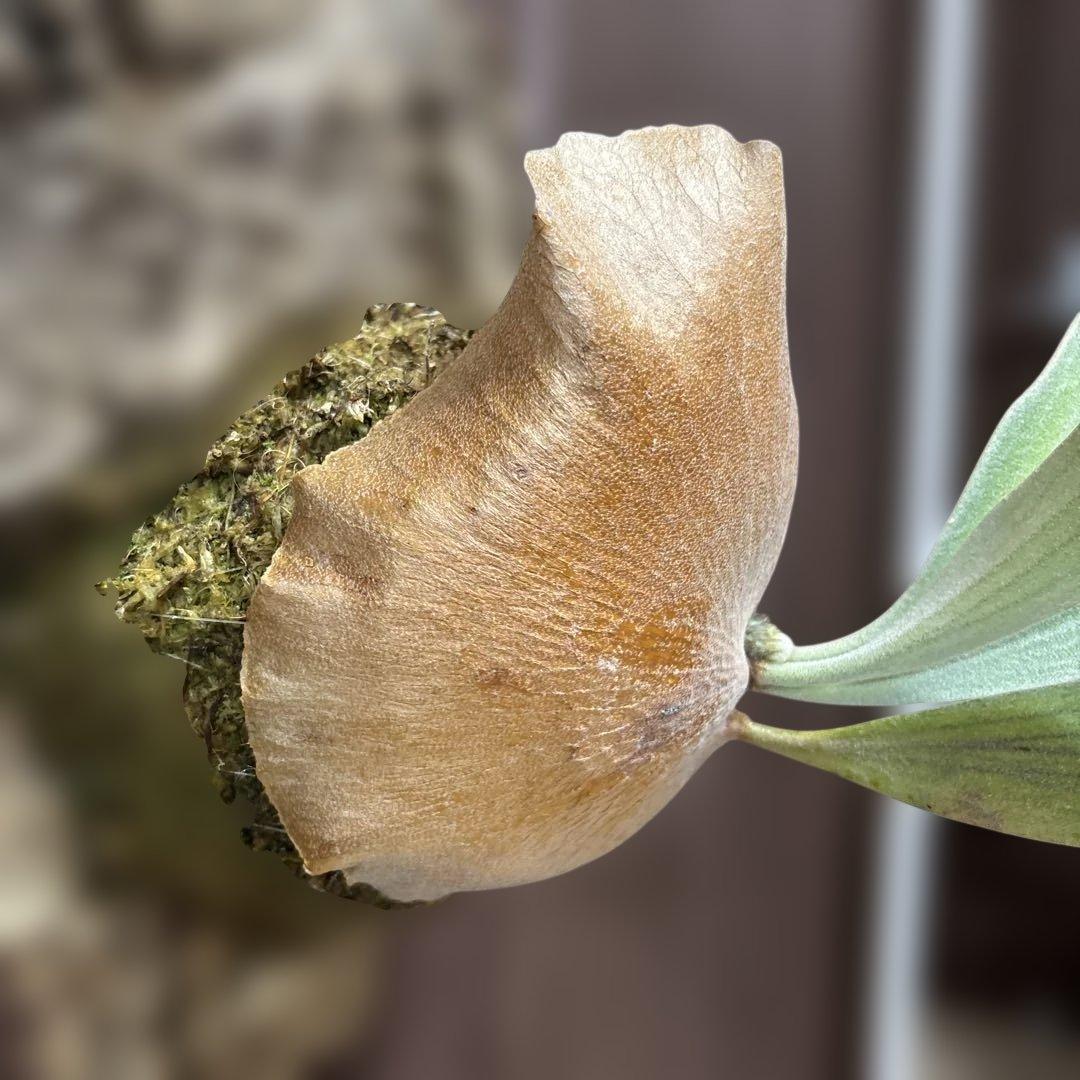 ビカクシダ デラロッチャ（vandaka） P. FSQ（vp#2) 子株付き - メルカリ