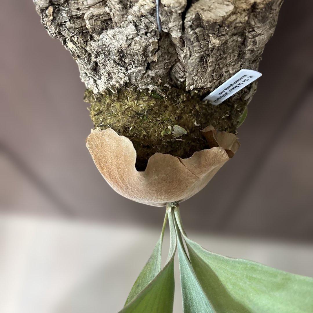 ビカクシダ デラロッチャ（vandaka） P. FSQ（vp#2) 子株付き - メルカリ