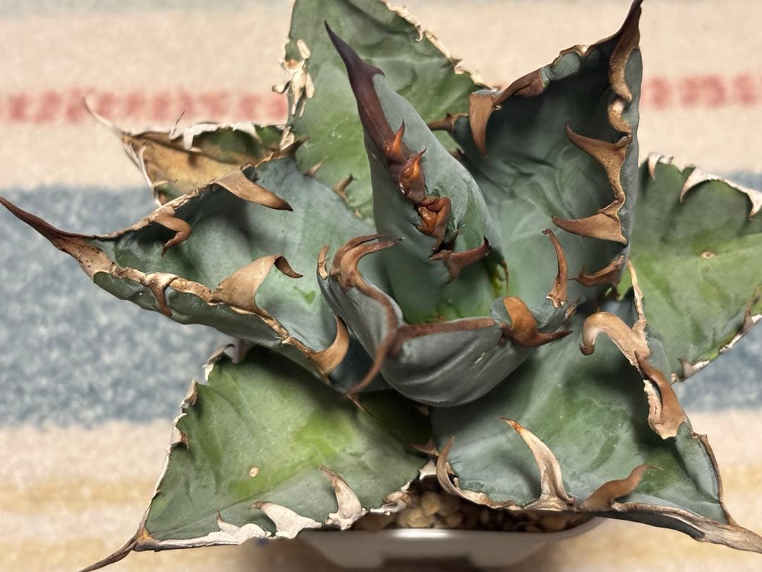 実生 チタノタ 検索)オアハカ スナグル オテロイ アガベ fo-076 ホリダ