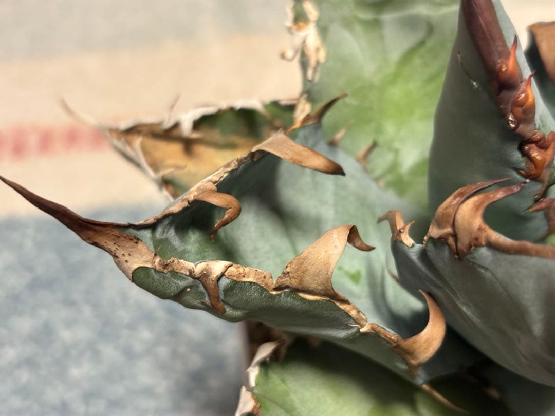 実生 チタノタ 検索)オアハカ スナグル オテロイ アガベ fo-076 ホリダ