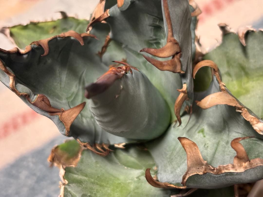 実生 チタノタ 検索)オアハカ スナグル オテロイ アガベ fo-076 ホリダ