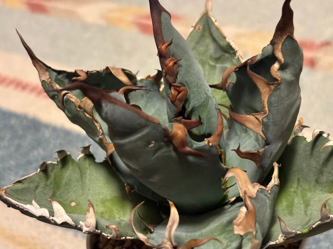 実生 チタノタ 検索)オアハカ スナグル オテロイ アガベ fo-076 ホリダ