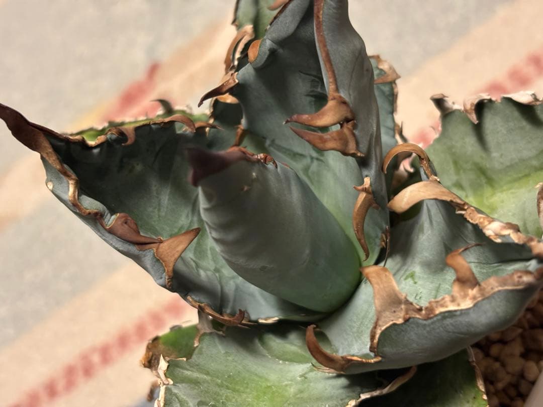 実生 チタノタ 検索)オアハカ スナグル オテロイ アガベ fo-076 ホリダ