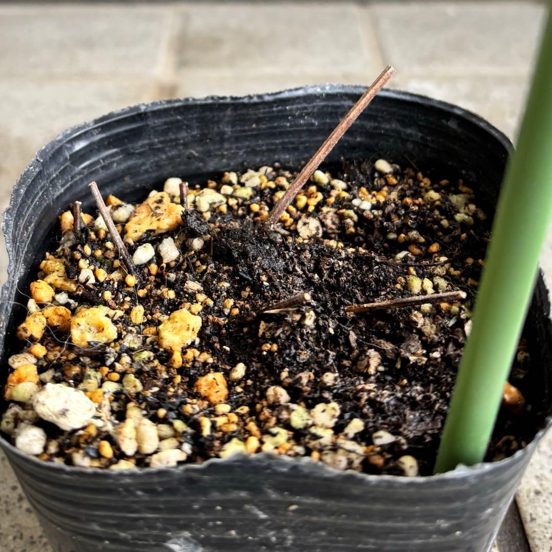 クレマチス 苗 プロペル 宿根草 ♡激レア♡ 花苗 花壇 - メルカリ