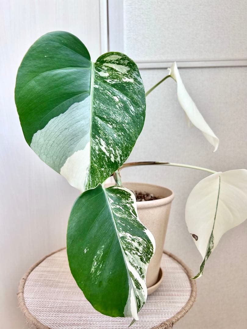 2.5cm極太の株より株分け♡フルムーン出ました！