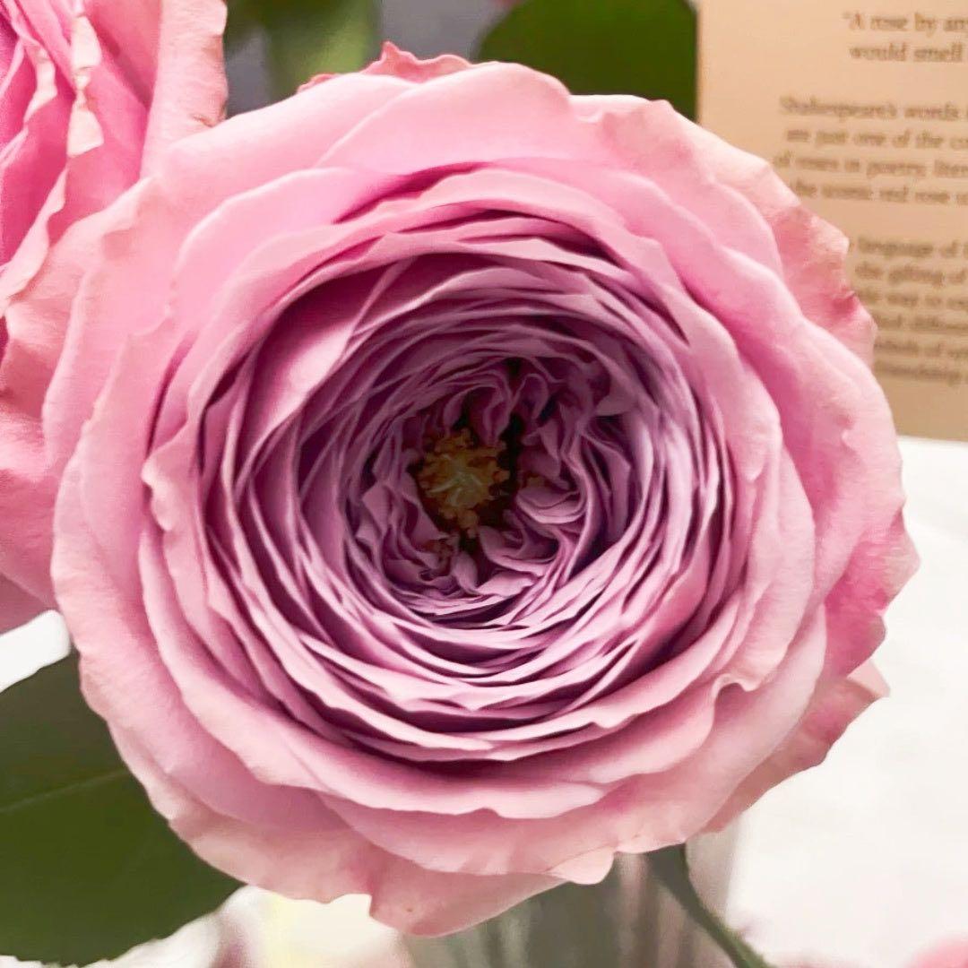 バラ苗　切りバラ苗　pe♡ny kiss Rose