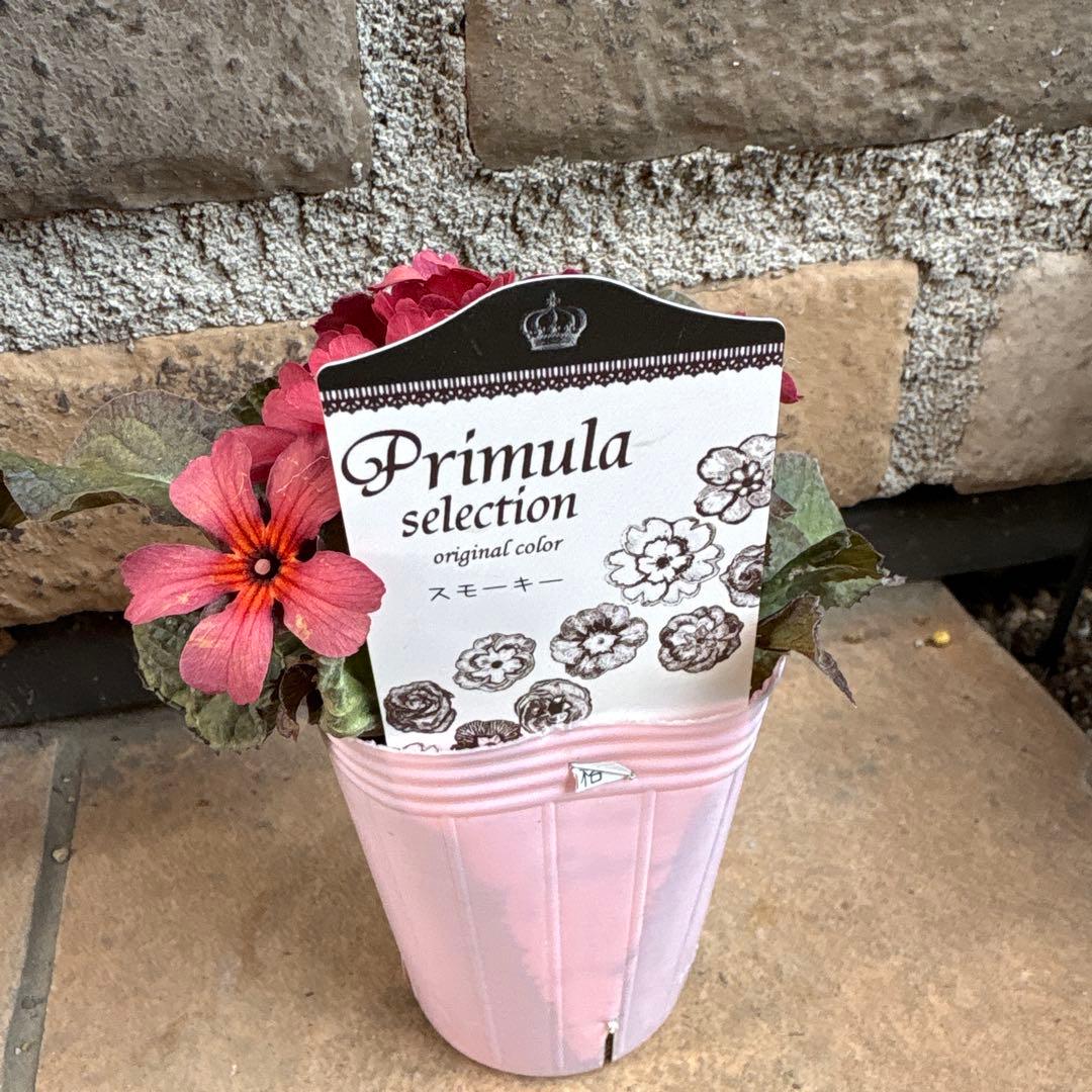 プリムラ・スモーキー