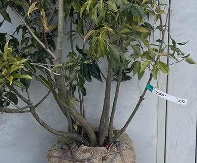 《現品》ソヨゴ　株立ち(雄雌株・オスメス株)　樹高1.5ｍ（根鉢含まず）592