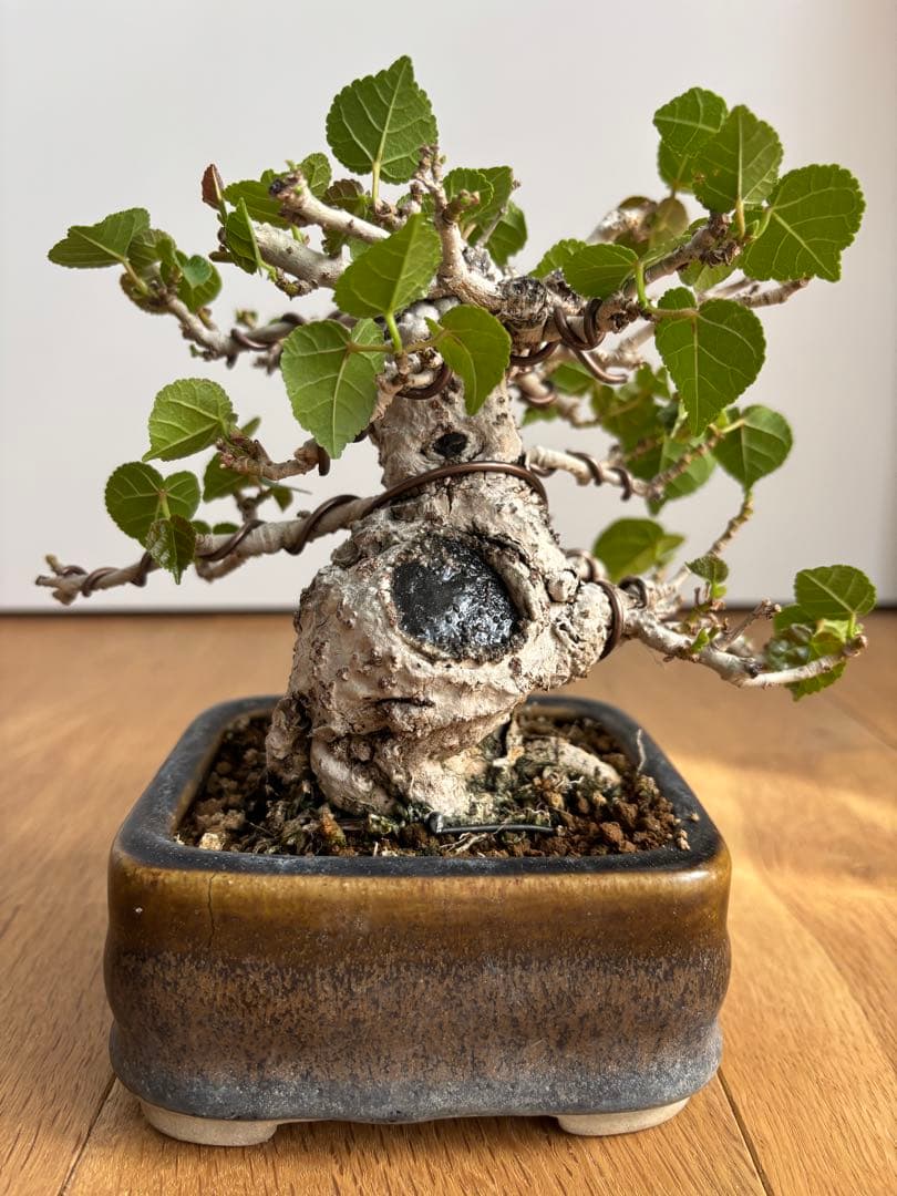 オオハマボウユウナ