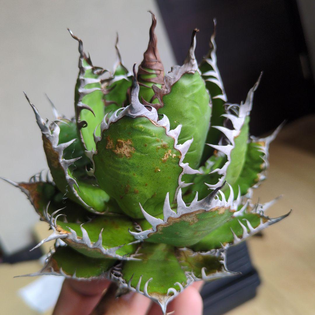 【超選抜】アガベ　ホリダ　短葉　強棘　陽炎①　検チタノタ　オテロイ　実生　現地球