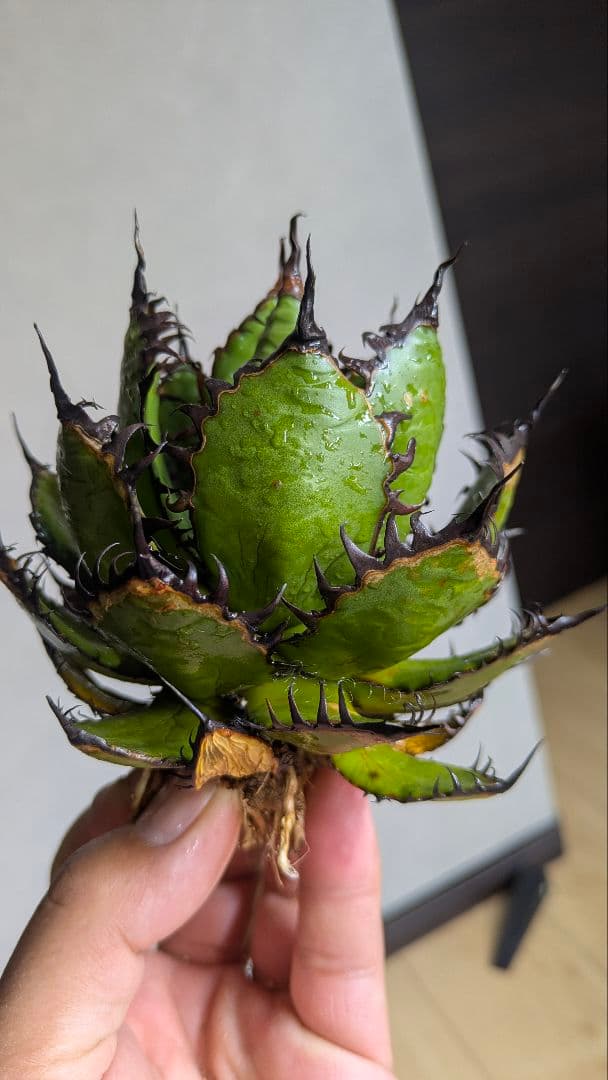 【超選抜】アガベ　ホリダ　短葉　強棘　陽炎①　検チタノタ　オテロイ　実生　現地球