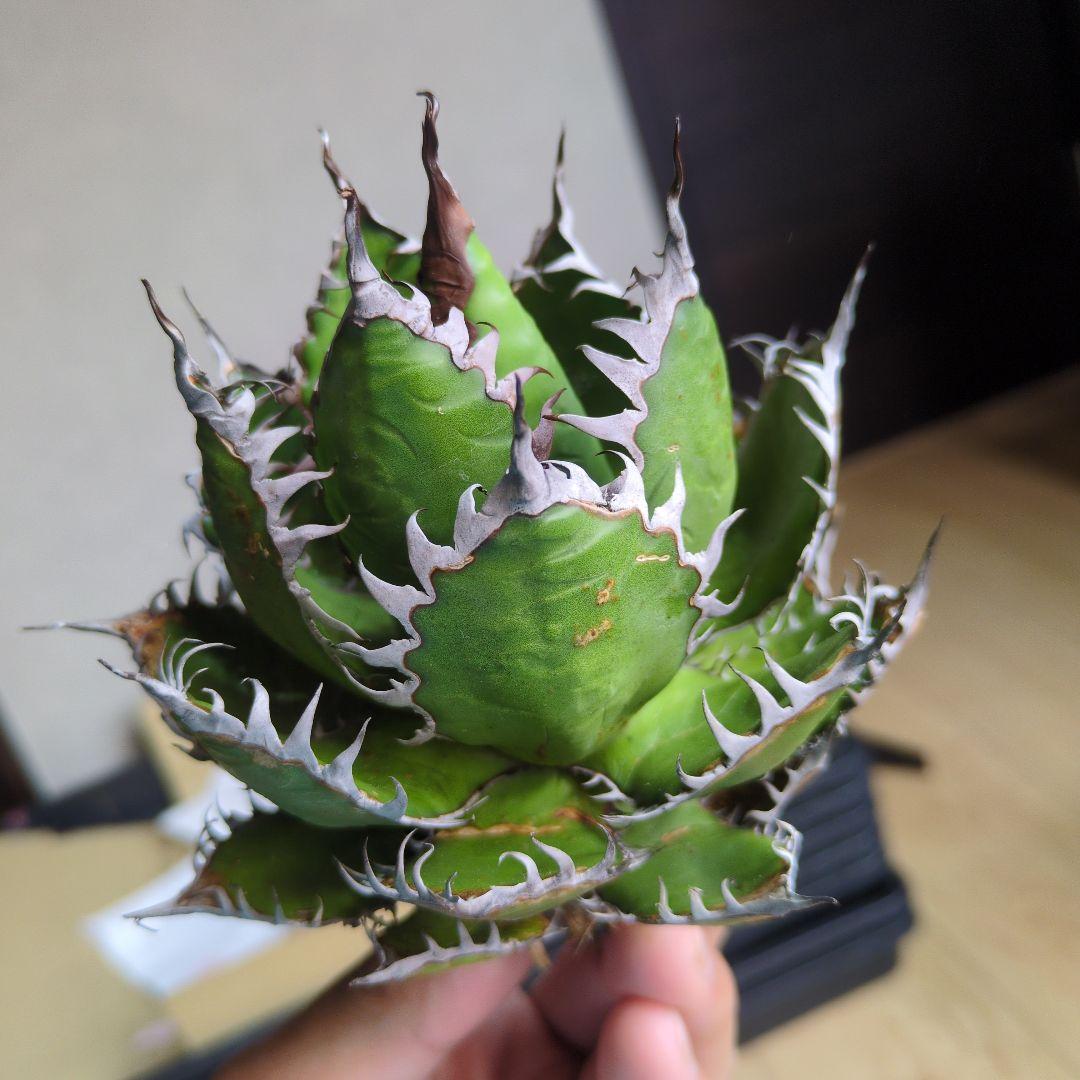 【超選抜】アガベ　ホリダ　短葉　強棘　陽炎①　検チタノタ　オテロイ　実生　現地球