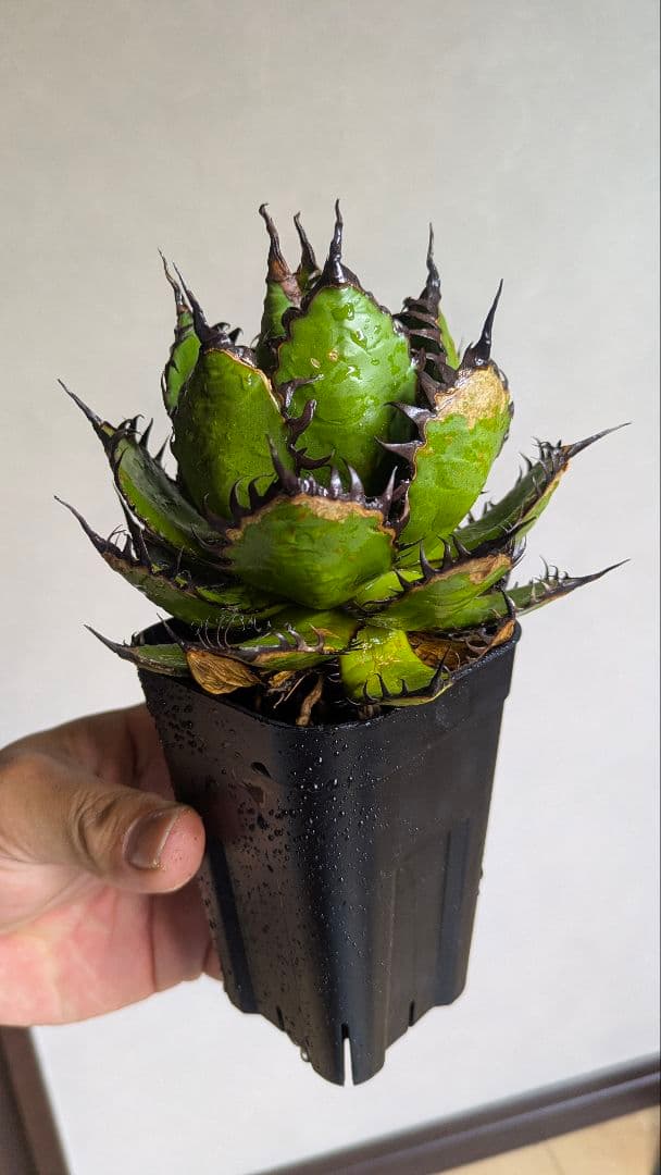 【超選抜】アガベ　ホリダ　短葉　強棘　陽炎①　検チタノタ　オテロイ　実生　現地球