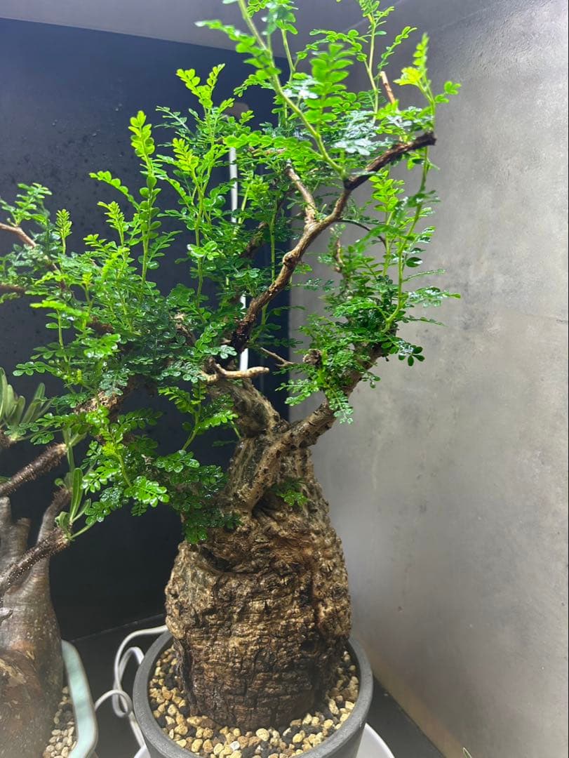 オペルクリカリア　パキプス　発根済　現地球　パキプス