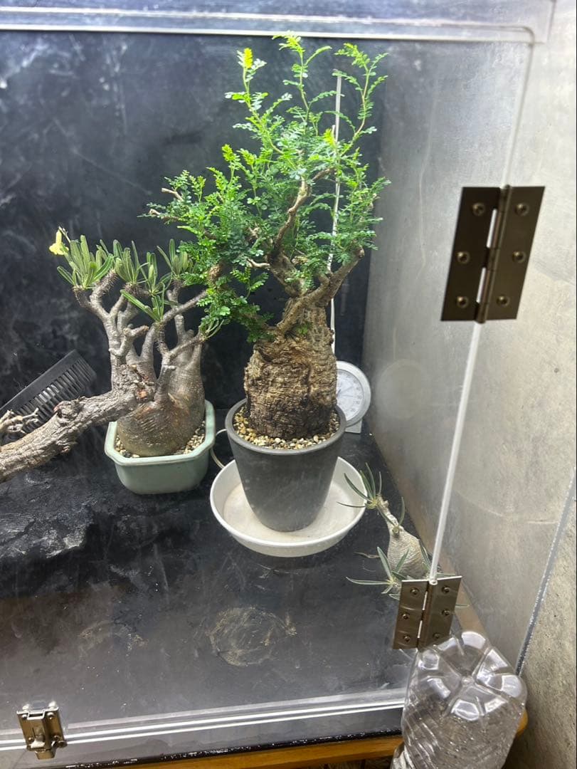 オペルクリカリア　パキプス　発根済　現地球　パキプス