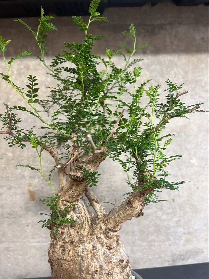 オペルクリカリア　パキプス　発根済　現地球　パキプス