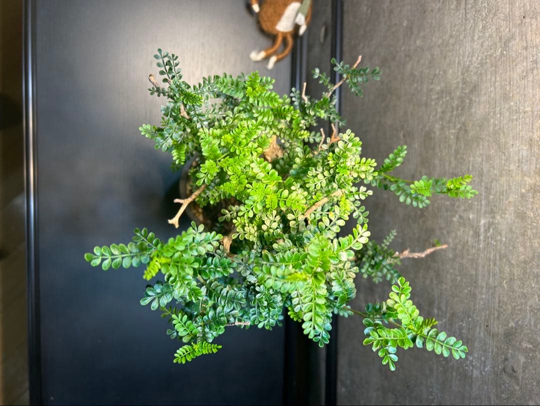 オペルクリカリア　パキプス　発根済　現地球　パキプス