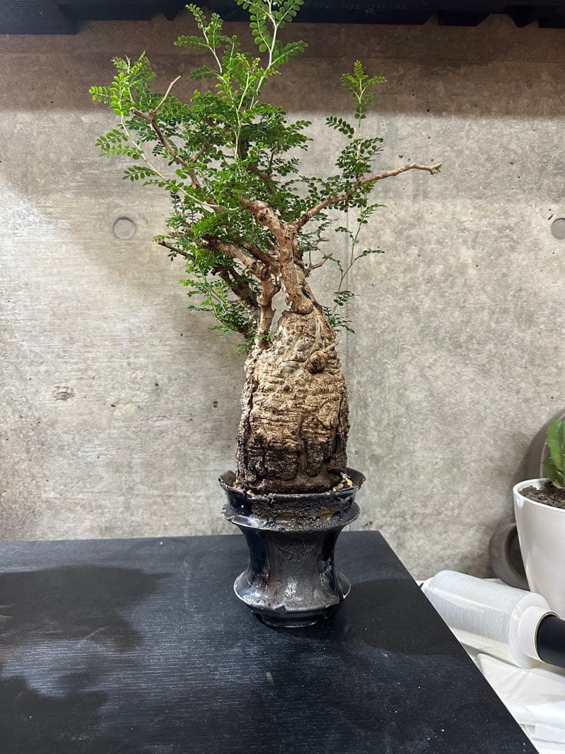 オペルクリカリア　パキプス　発根済　現地球　パキプス