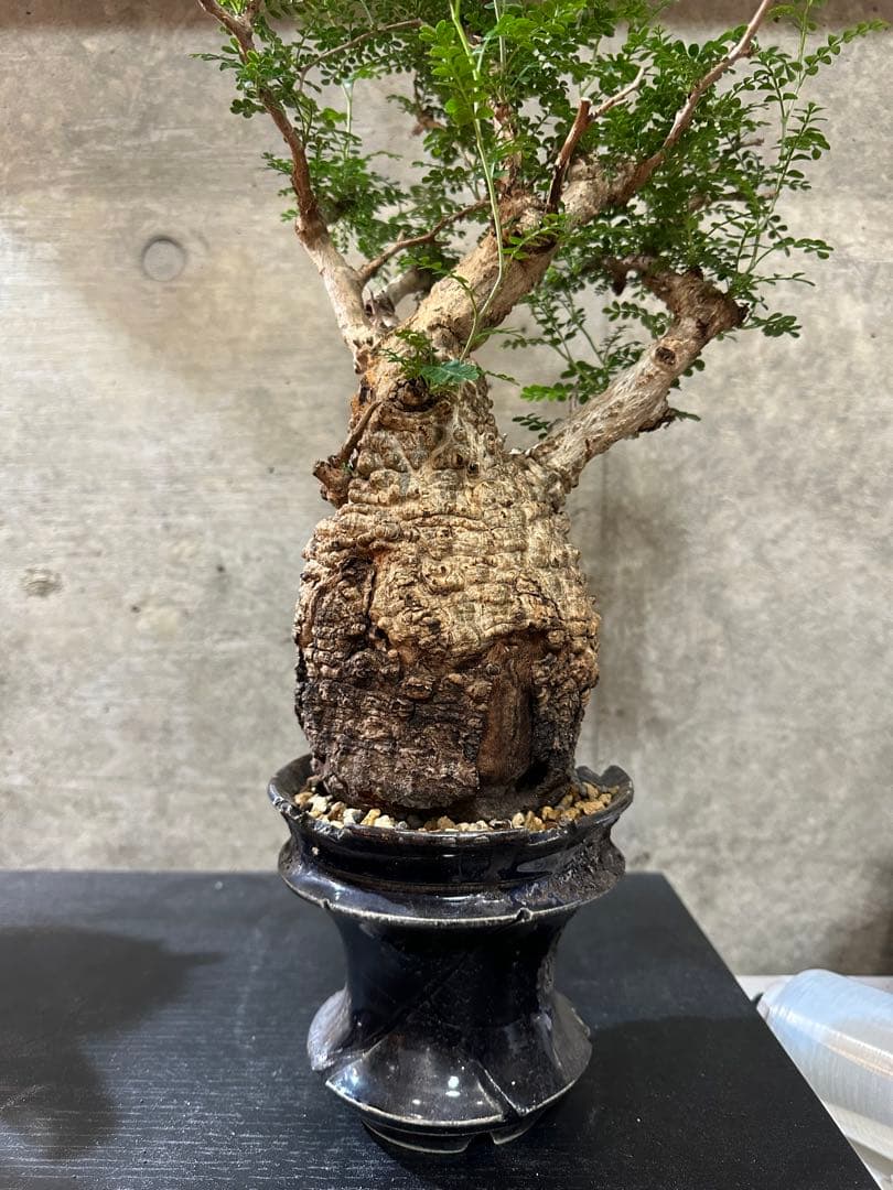 オペルクリカリア　パキプス　発根済　現地球　パキプス