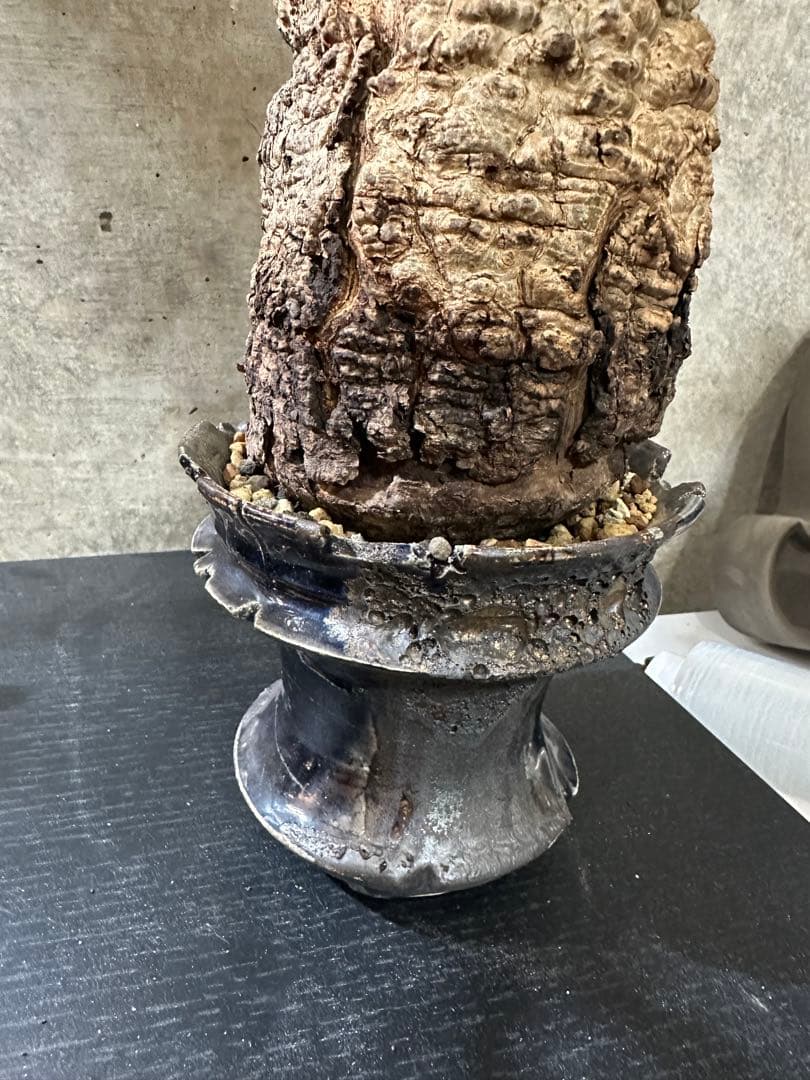 オペルクリカリア　パキプス　発根済　現地球　パキプス