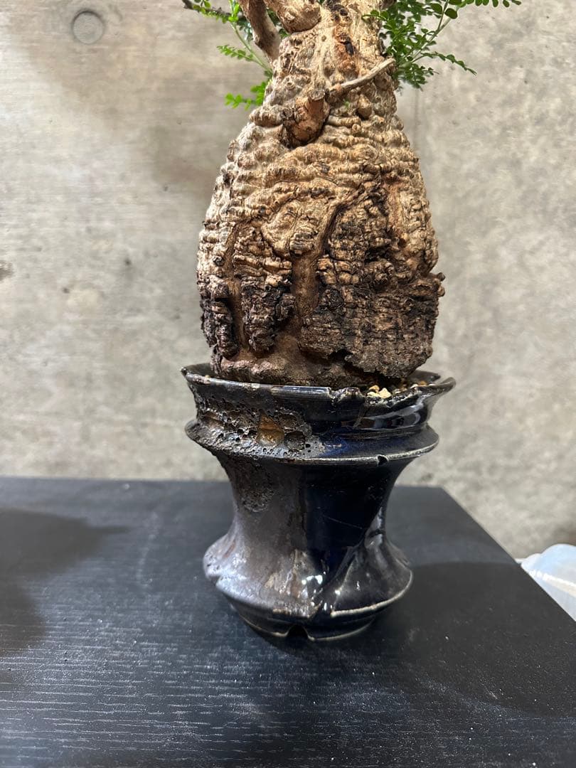 オペルクリカリア　パキプス　発根済　現地球　パキプス