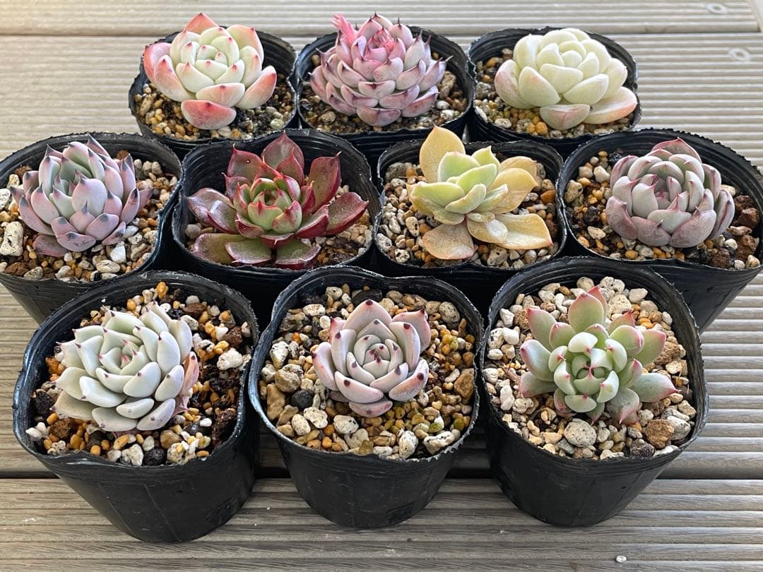 桜鬼　円　雪つぼみ　木洩れ日　紫紺の矢　ルビーライム　ももりん　他　多肉植物