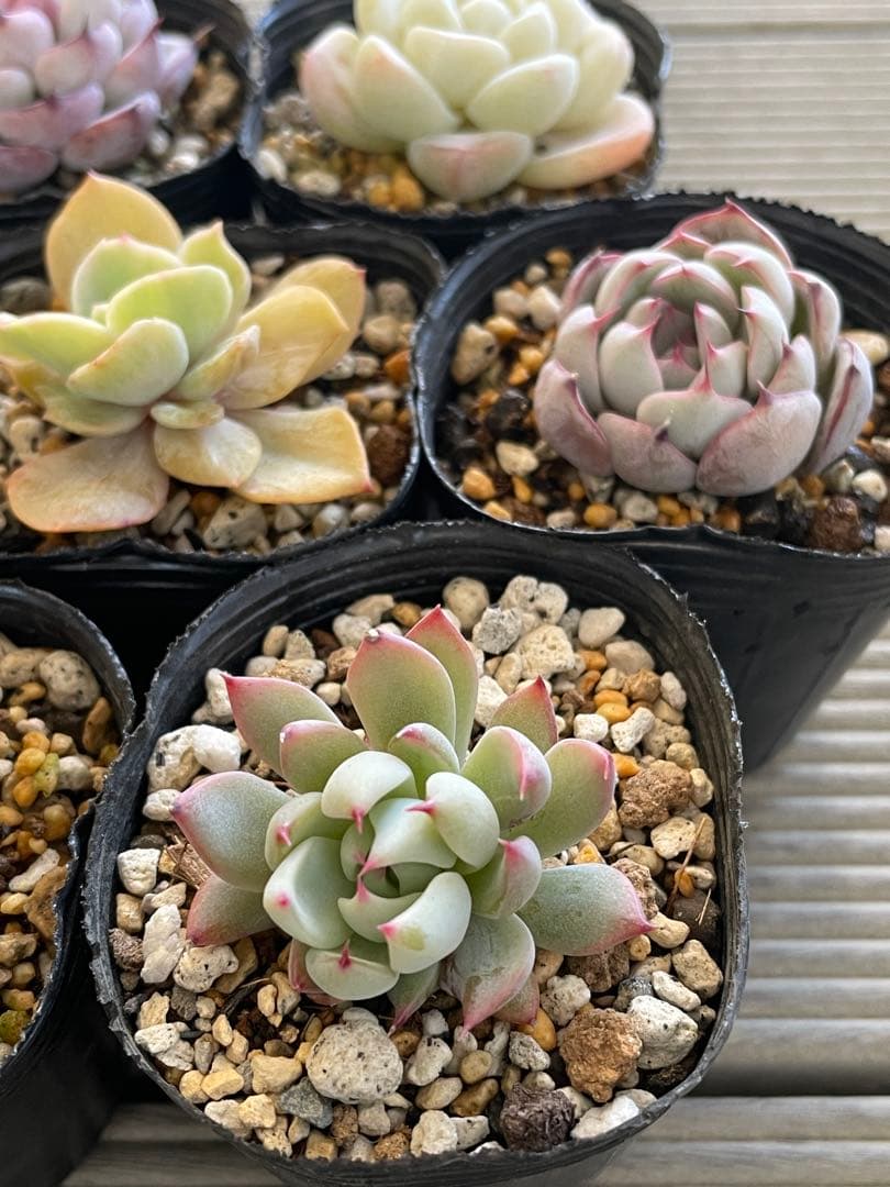 桜鬼　円　雪つぼみ　木洩れ日　紫紺の矢　ルビーライム　ももりん　他　多肉植物