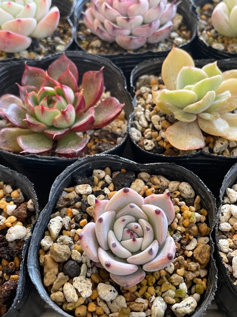 桜鬼　円　雪つぼみ　木洩れ日　紫紺の矢　ルビーライム　ももりん　他　多肉植物