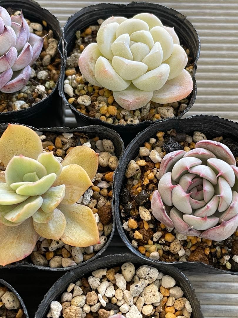 桜鬼　円　雪つぼみ　木洩れ日　紫紺の矢　ルビーライム　ももりん　他　多肉植物