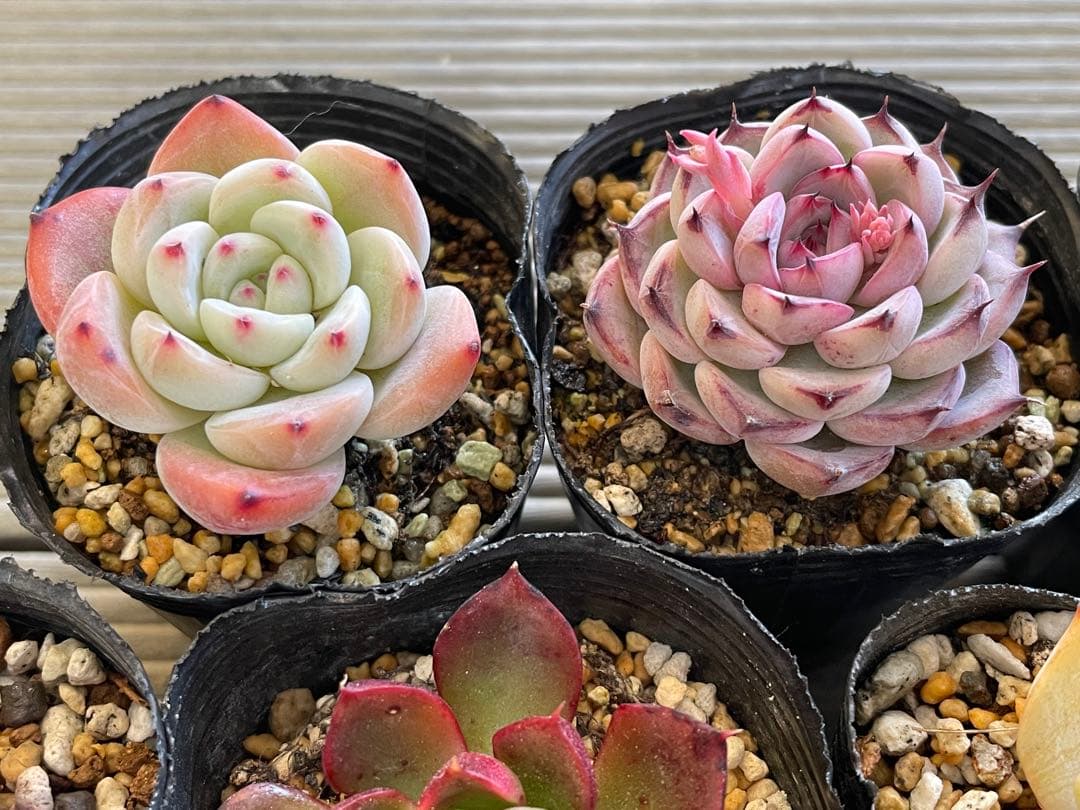 桜鬼　円　雪つぼみ　木洩れ日　紫紺の矢　ルビーライム　ももりん　他　多肉植物