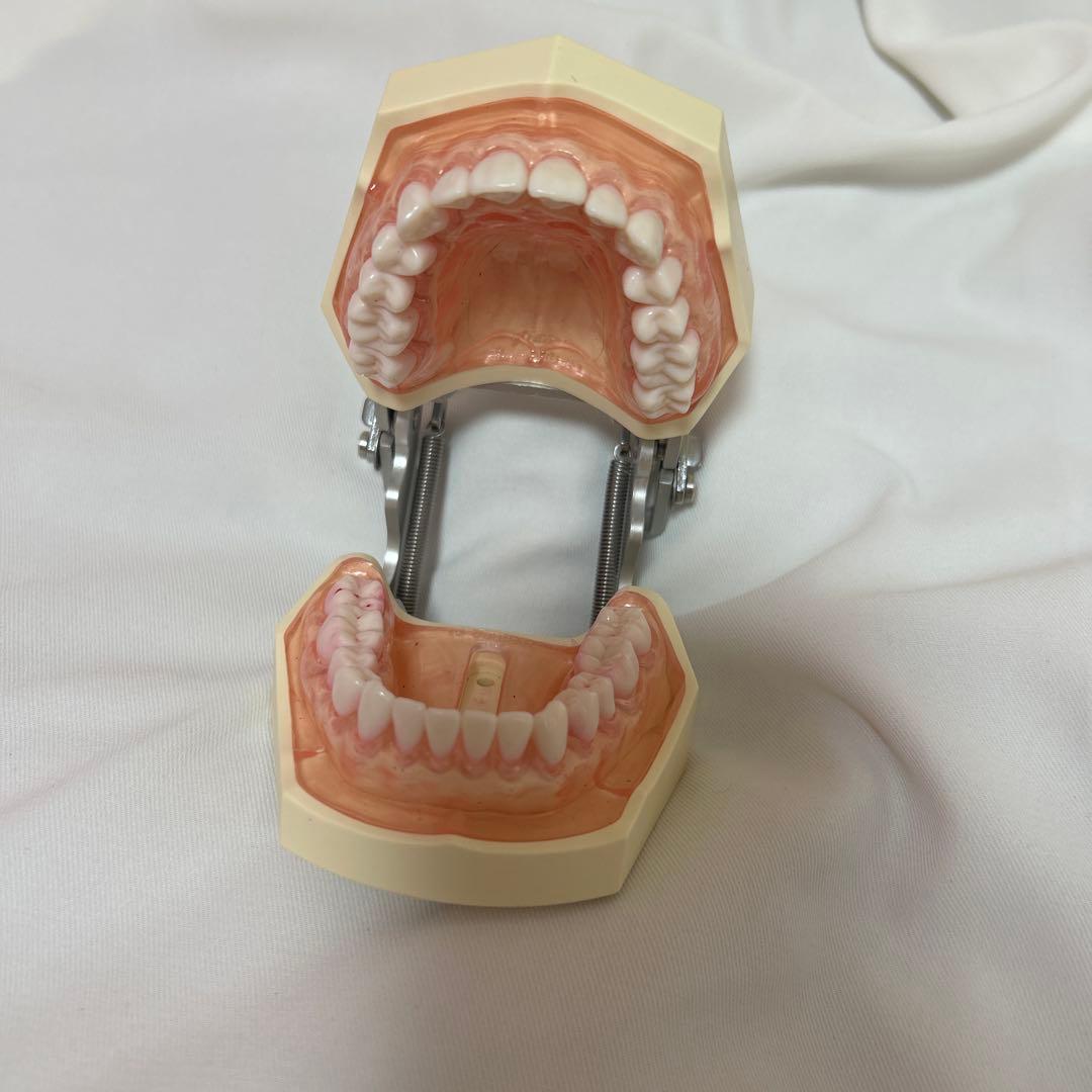 顎模型セット