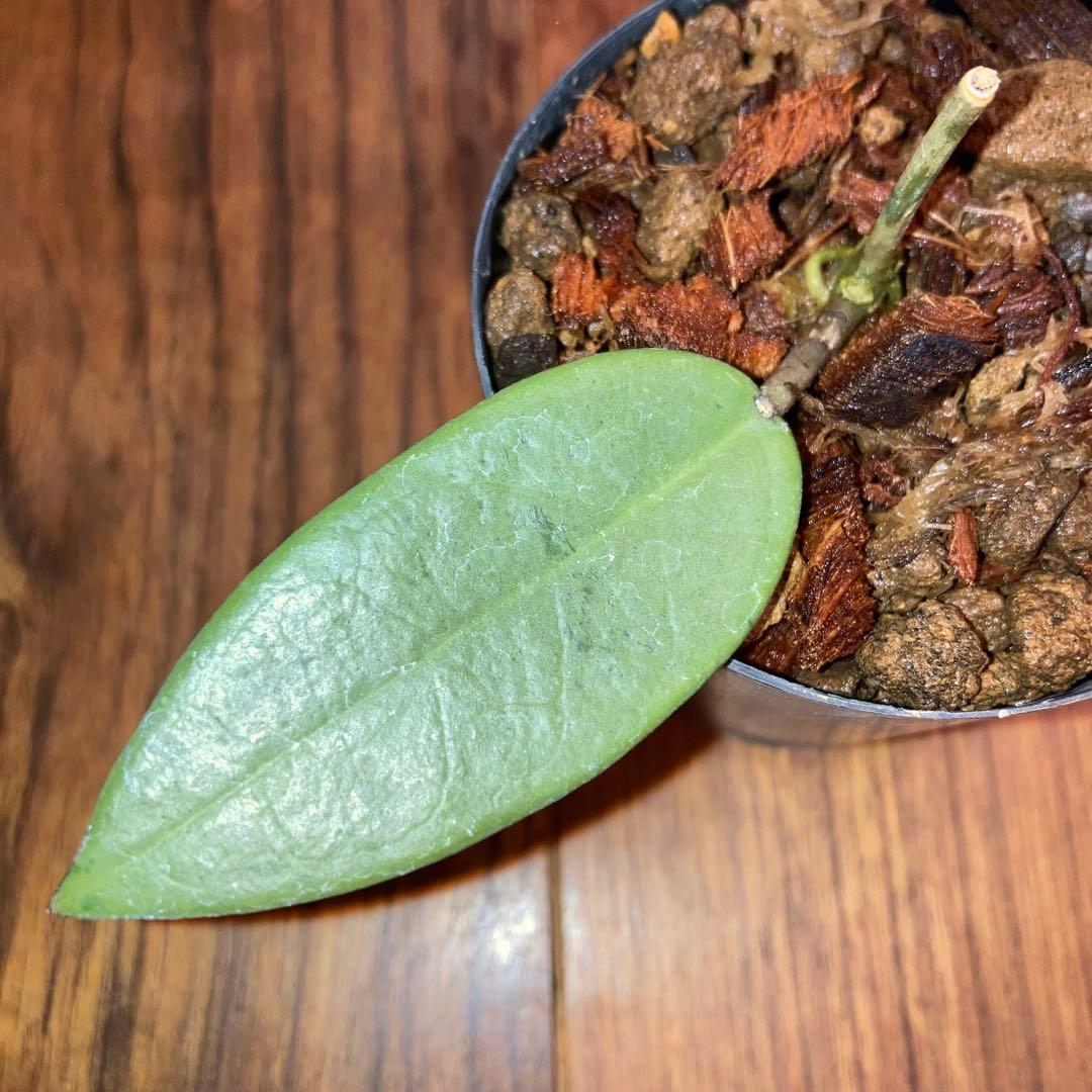 ホヤ シルバーダラー スプラッシュ【現品・鉢付・タグ付・メルカリ便】