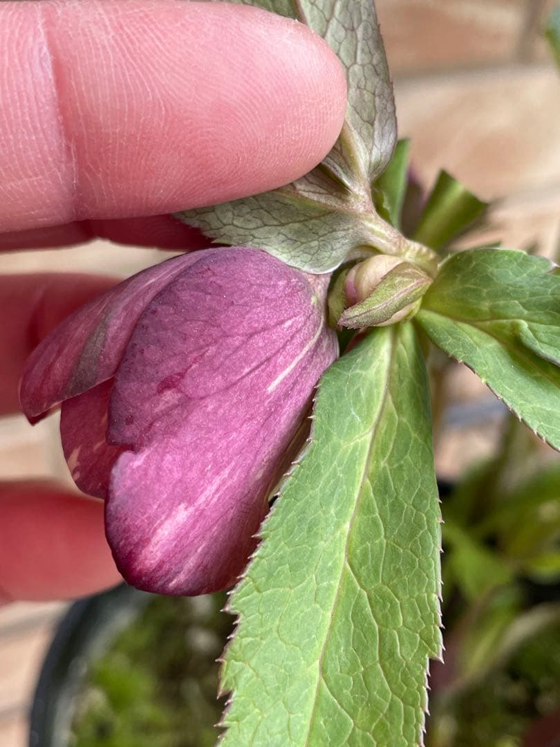 広瀬園芸】 絞りピンクスポットdd クリスマスローズ 苗 - メルカリ