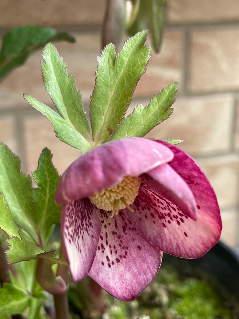 広瀬園芸】 絞りピンクスポットdd クリスマスローズ 苗 - メルカリ