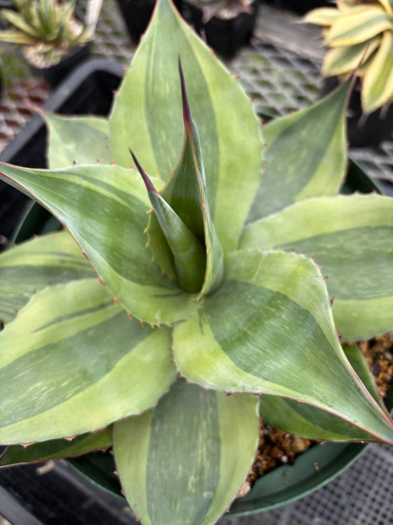 メルカリ便発送‼︎　オバティフォリア　キラー　7号鉢付き発送‼︎