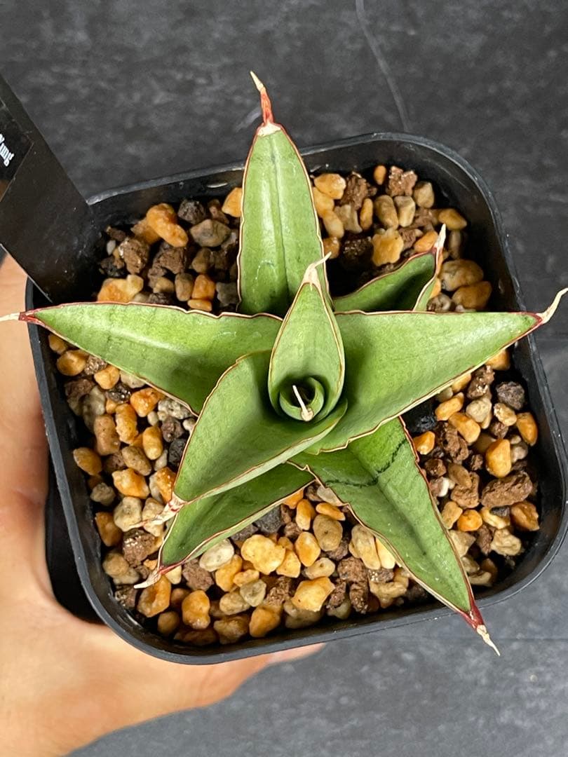 EMP サンセベリア Nok yung / 左が成長イメージ SA419 - メルカリ